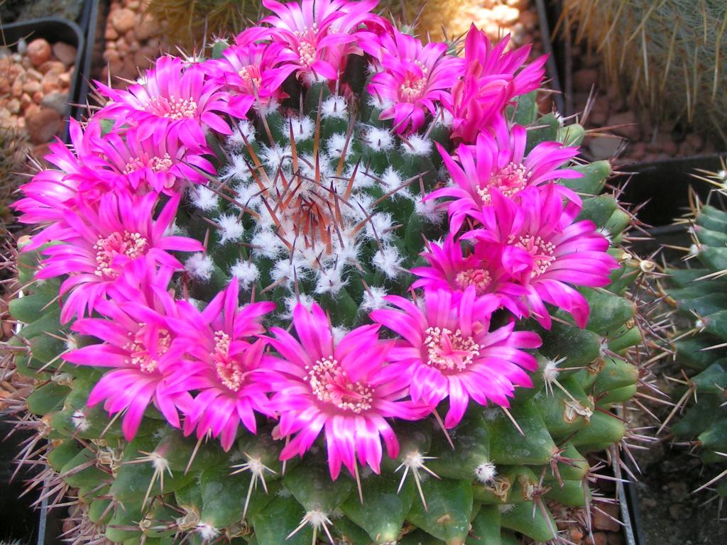 Mammillaria magnimamma